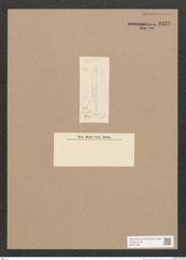 Diatomeae indet. Zeichnungen Sammlung Grunow Nr. 3338 (NHMW-BOT-W0370846)